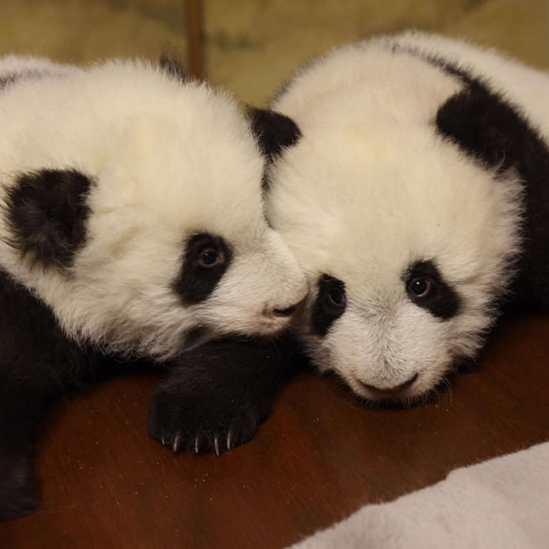 Diplomacia del panda: más allá de la conservación del 'tesoro nacional' chino