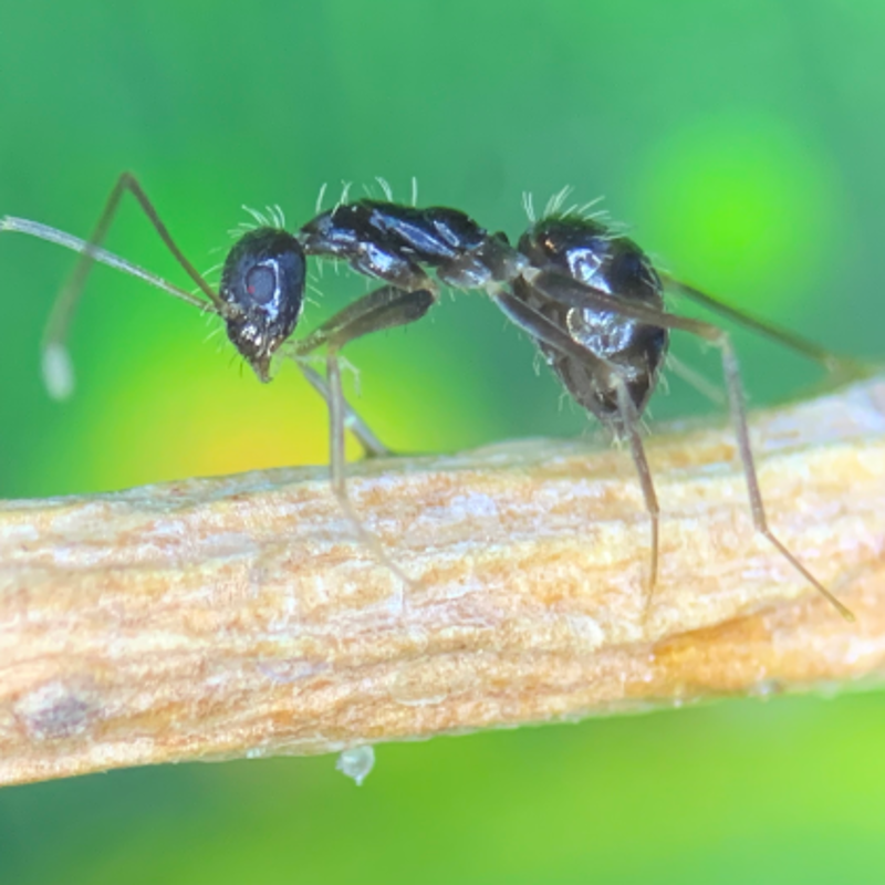 Las hormigas locas están de vuelta en la ciudad: ¿cómo es esta especie invasora?