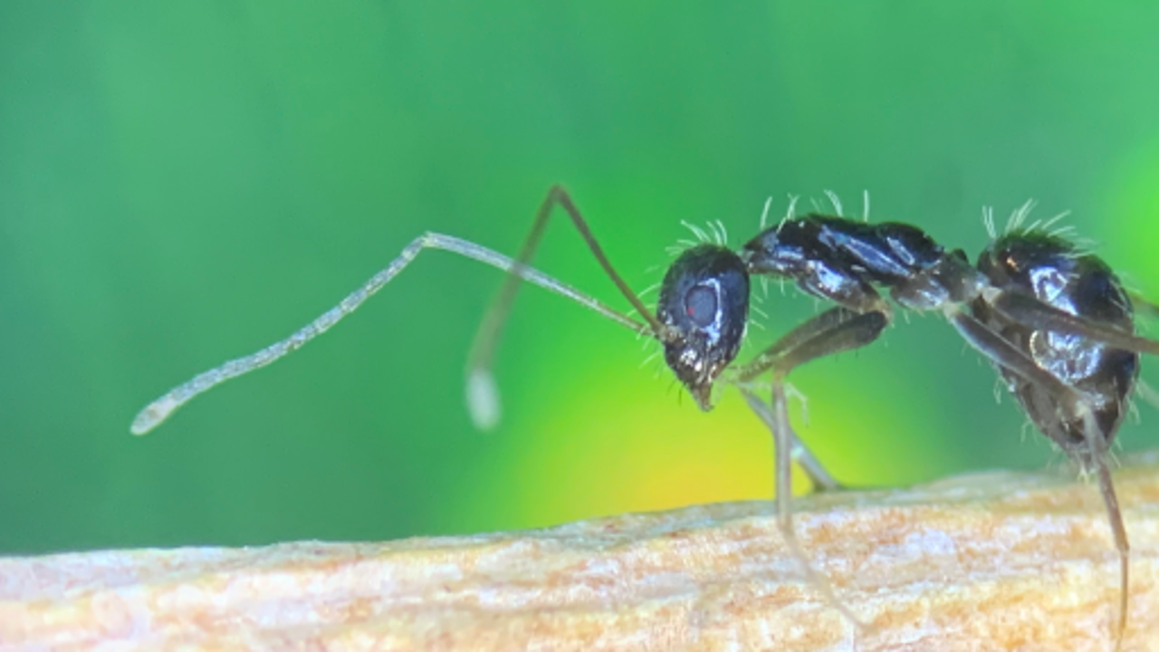 Las hormigas locas están de vuelta en la ciudad: ¿cómo es esta especie invasora?