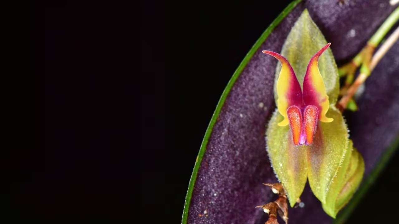 Ocho nuevas orquídeas, ocho mujeres célebres de Colombia