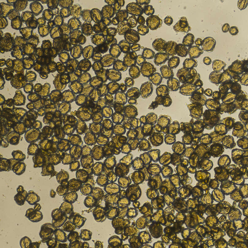 Movimiento browniano: del polen al ADN