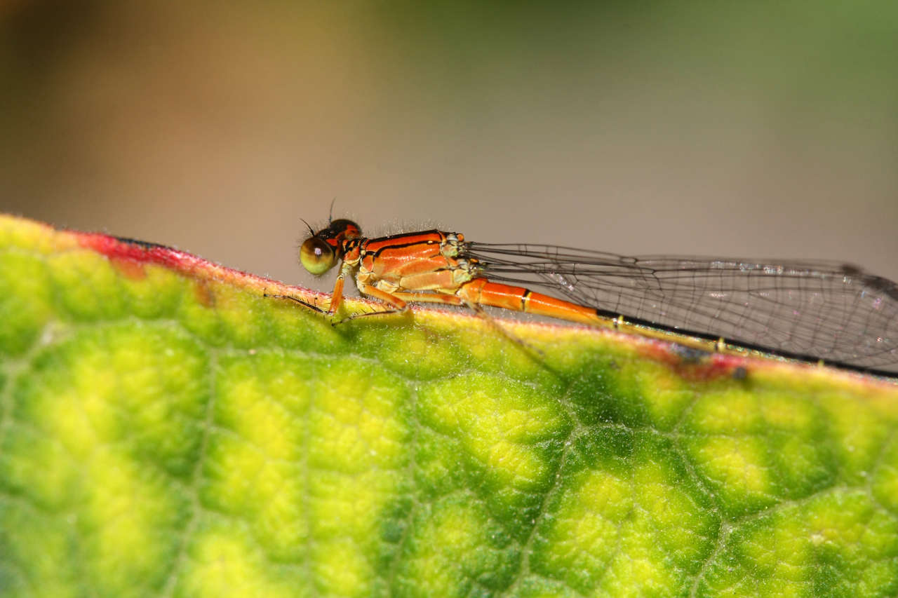 Por qué la clonación es tan rara en la naturaleza