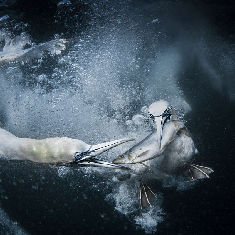 Underwater Gannets