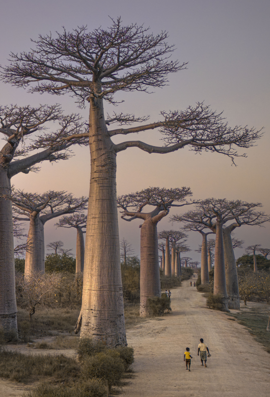 Camino de baobabs