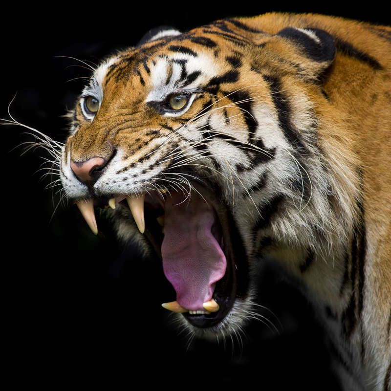 Por qué los tigres no son felinos 