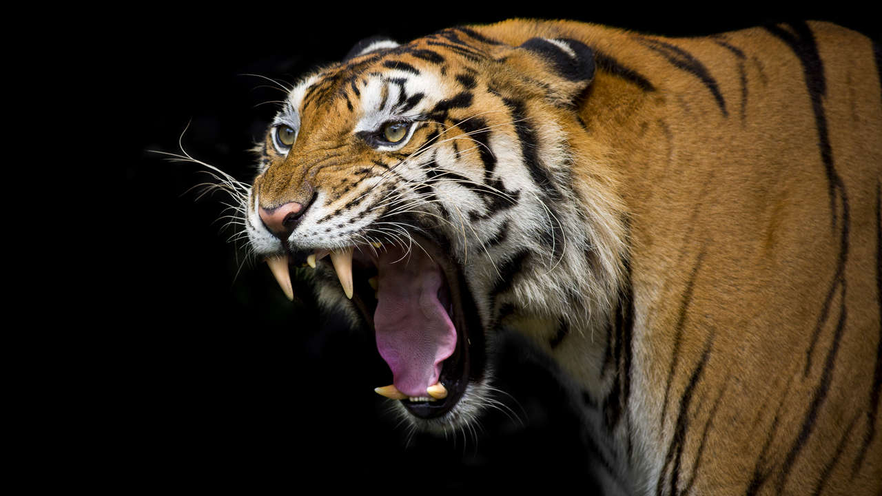Por qué los tigres no son felinos 
