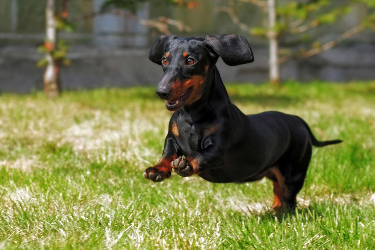 Dachshund (2)