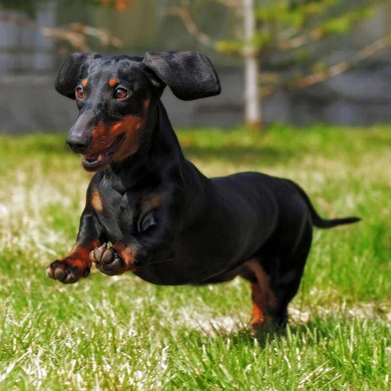 Alemania podría prohibir la cría del dachshund o “perro salchicha”