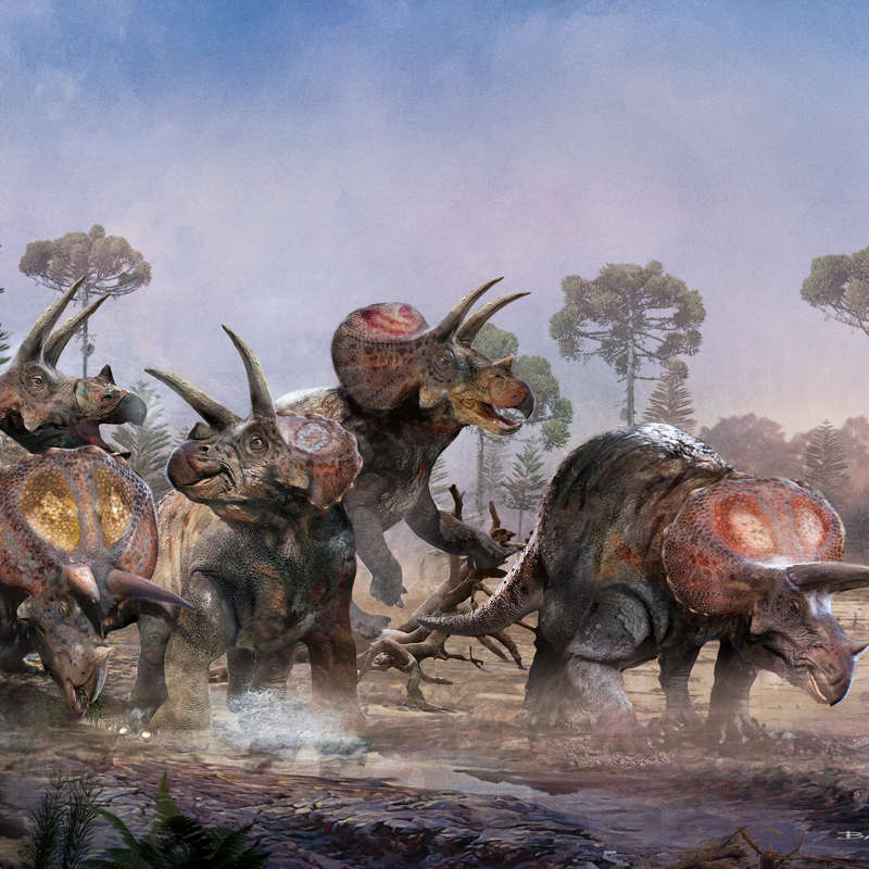 El hallazgo que demuestra que los Triceratops vivían en manadas