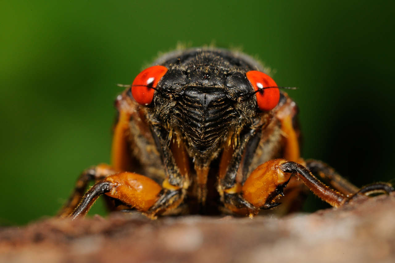 Millones de cigarras periódicas están listas para emerger del suelo en  Estados Unidos