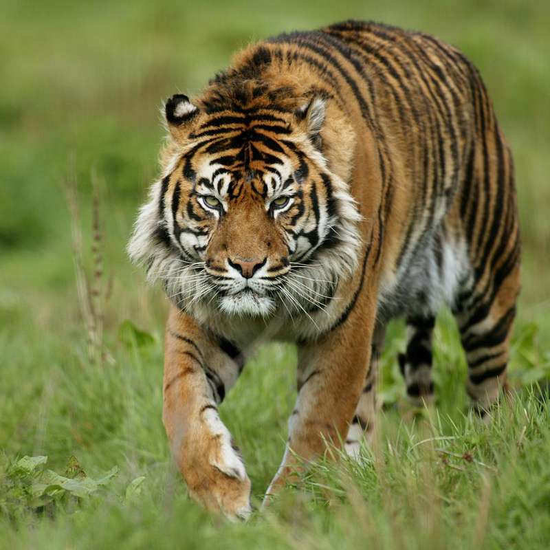 ¿De qué color son los tigres? Algunas de sus presas los perciben de color verde, esta es la razón 