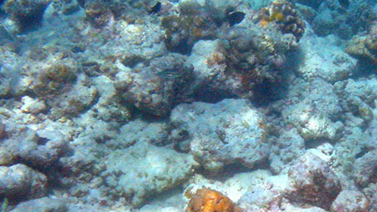 Las altas temperaturas provocan un nuevo blanqueamiento masivo de corales