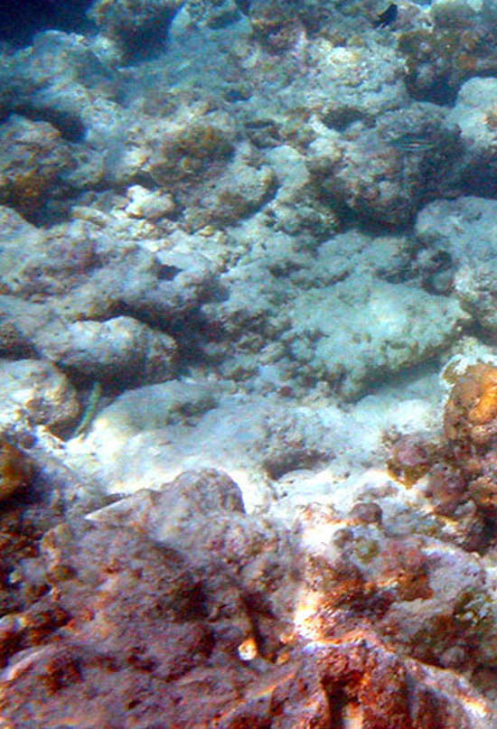 Las altas temperaturas provocan un nuevo blanqueamiento masivo de corales