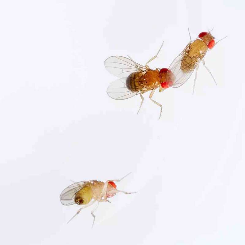 ¿Por qué los machos de estas moscas intentan aparearse con otros machos? La culpa es del ozono