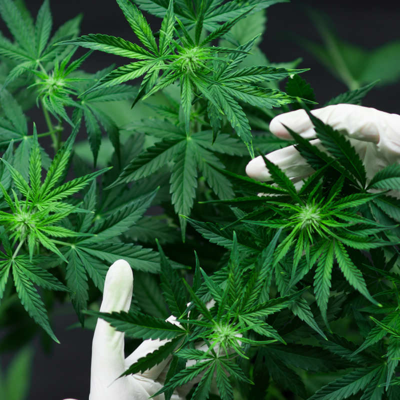 Marihuana terapéutica: ¿qué efectos tiene el cannabis en la salud?