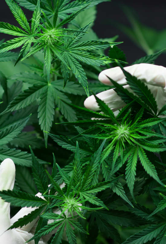 Marihuana terapéutica: ¿qué efectos tiene el cannabis en la salud?