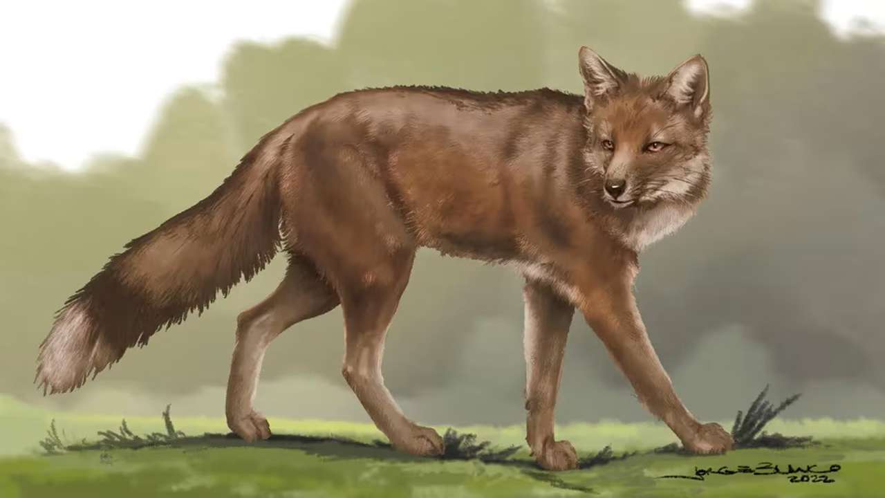 un animal salvaje que se parece a un perro
