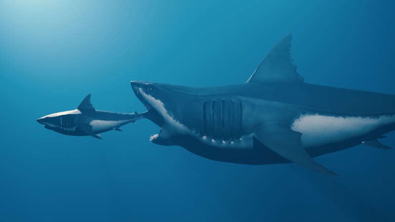 Comparaión entre un megalodon y un tiburón blanco