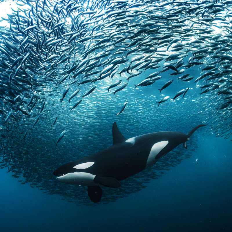 Las mejores imágenes de National Geographic y sus fotógrafos