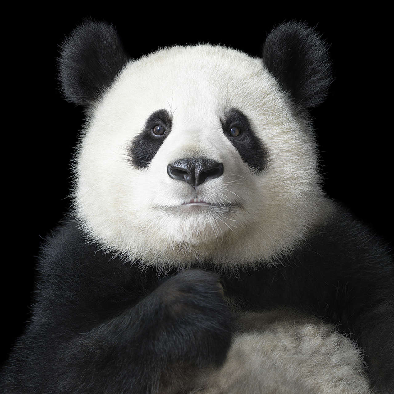 Panda gigante, una historia de éxito