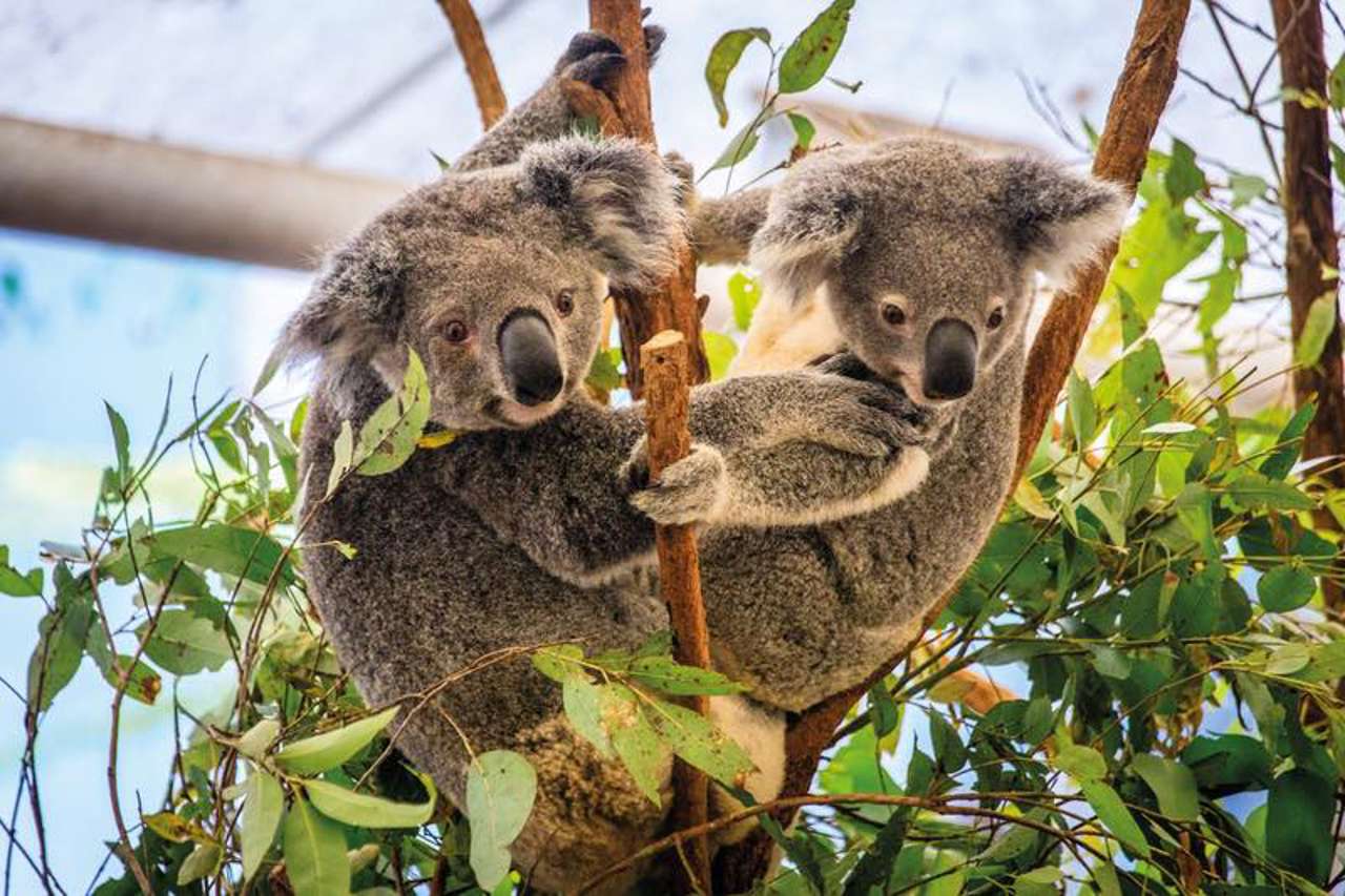 Dos penes y tres vaginas: la extraordinaria vida reproductiva de los koalas