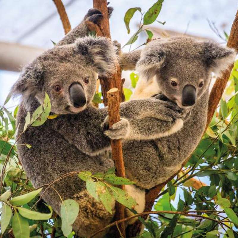 Dos penes y tres vaginas: la extraordinaria vida reproductiva de los koalas 