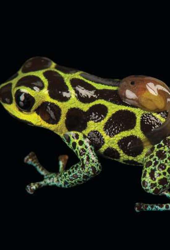 La trampa del color: estas ranas son tan bellas como mortales 