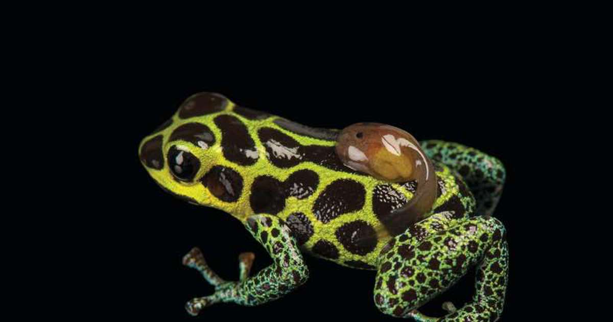 La trampa del color: estas ranas son tan bellas como mortales