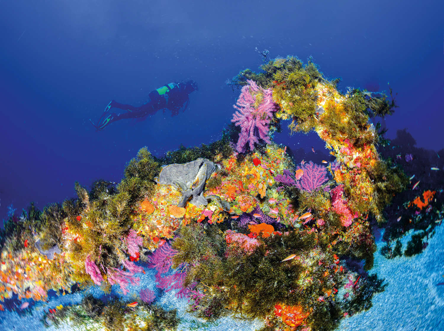 Esponjas y corales tapizan un ancla
