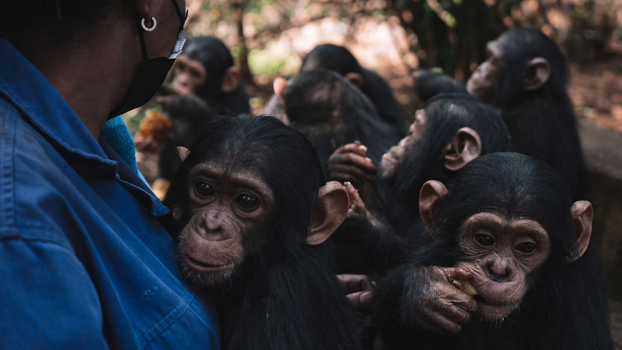 Protegiendo a los chimpancés de la extinción