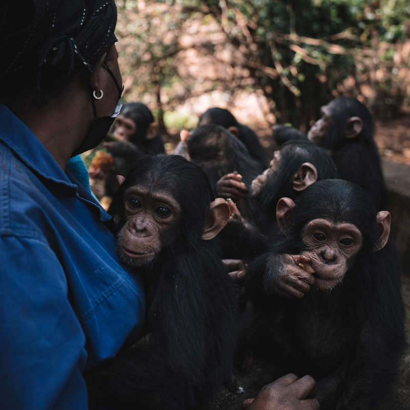 Protegiendo a los chimpancés de la extinción
