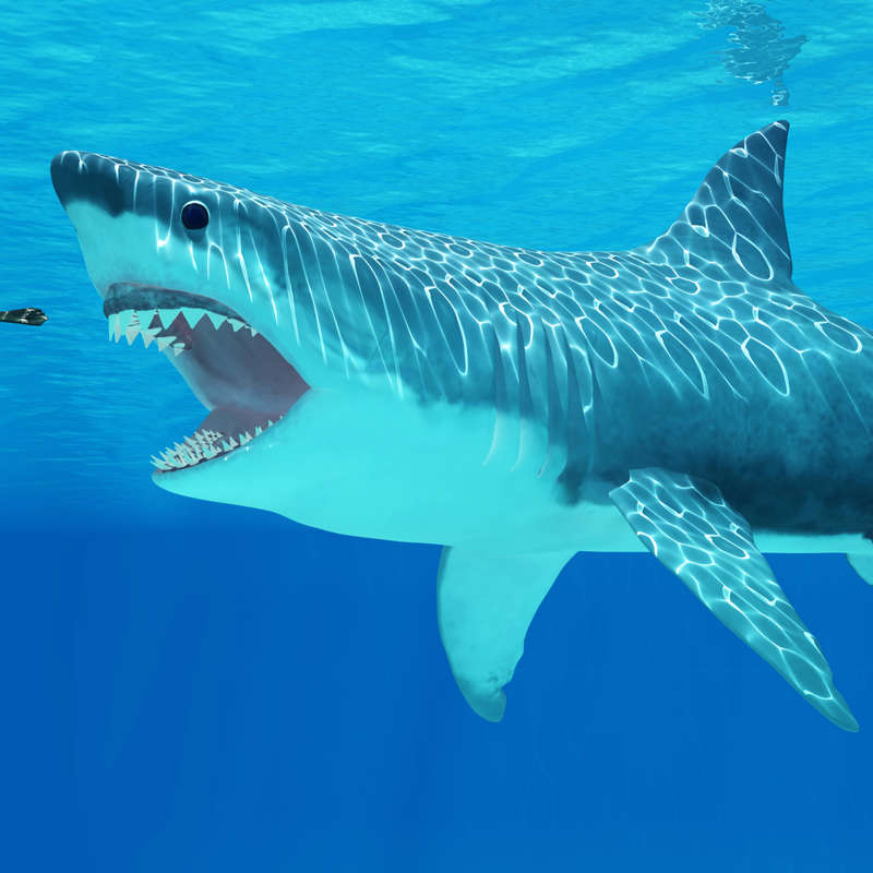 ¿Cuánto medía el megalodón? El tamaño de este monstruo marino empequeñece al gran tiburón blanco