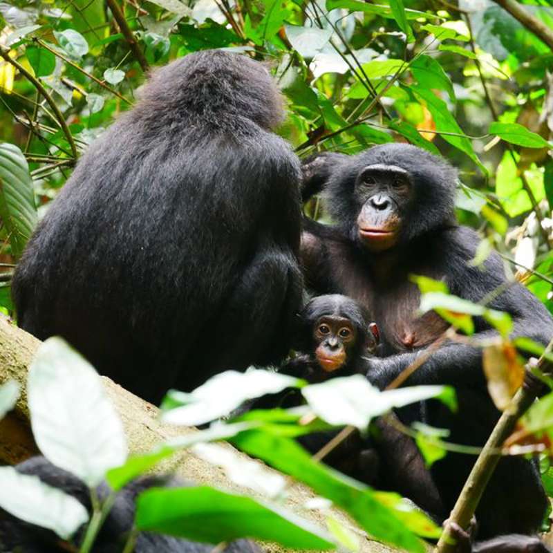 Los bonobos no son tan pacifistas como se pensaba 