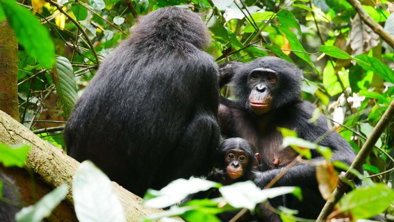 Los bonobos no son tan pacifistas como se pensaba 