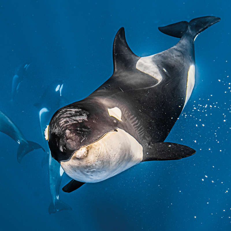 Epicentro mundial de la caza de ballenas