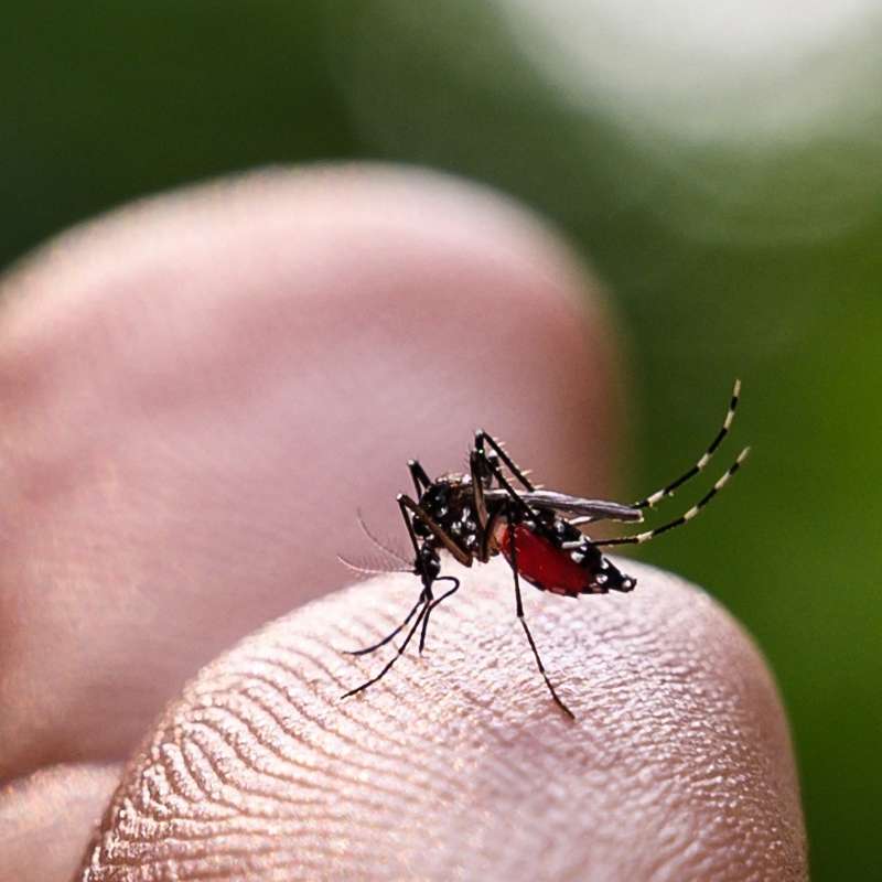 Brote histórico de dengue en Argentina: ¿a qué se debe la inusitada expansión de esta enfermedad?