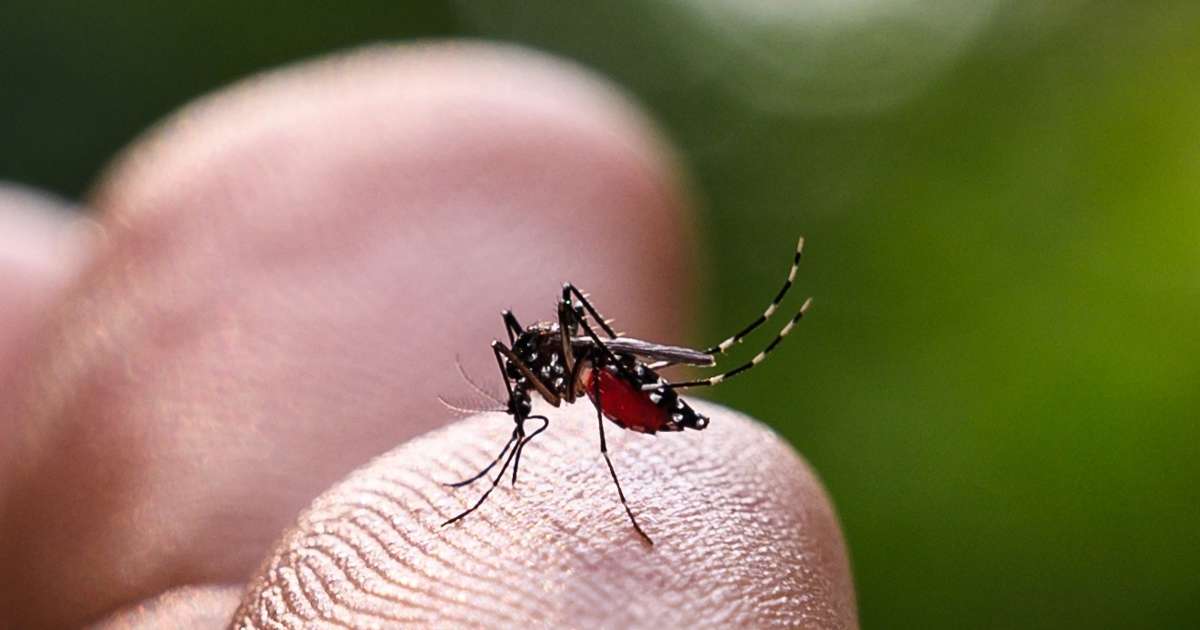 Brote histórico de dengue en Argentina: ¿a qué se debe?