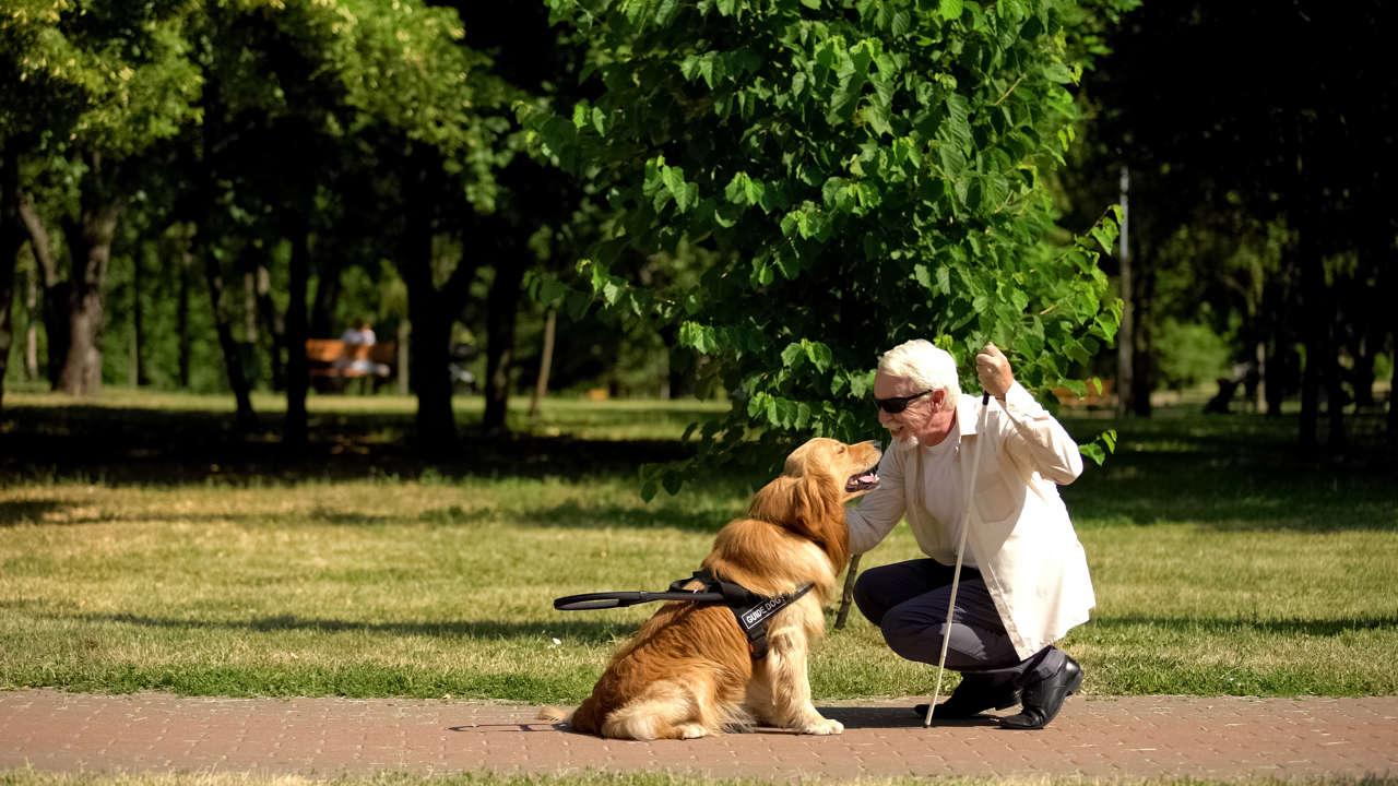 qué tan grande debe ser un parque para perros