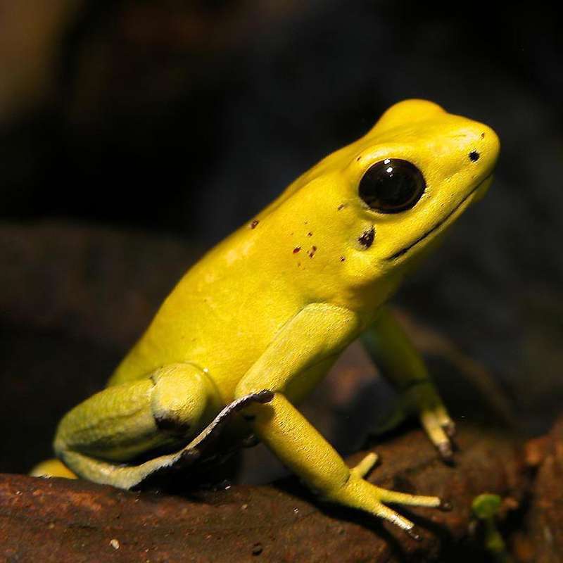 Poisonous Animals Golden Frog (Wilfrid Burns)