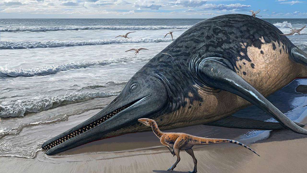 Este ictiosaurio podría ser el mayor animal marino de la historia