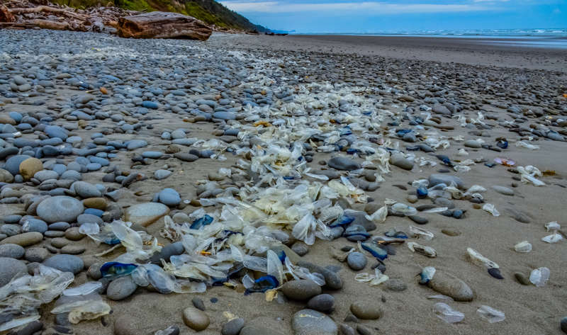 Local Velella Invasion Navigating the Blue Tide: A Local Resource Guide for Los Angeles Residents