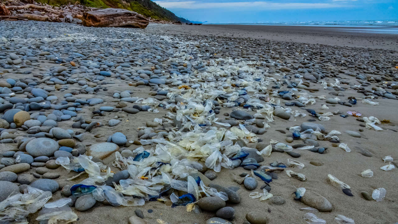 Invasión pacífica: la llegada de las medusas Velero a las playas de España