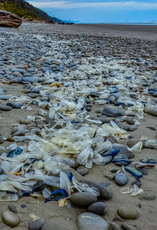 Invasión pacífica: la llegada de las medusas Velero a las playas de España