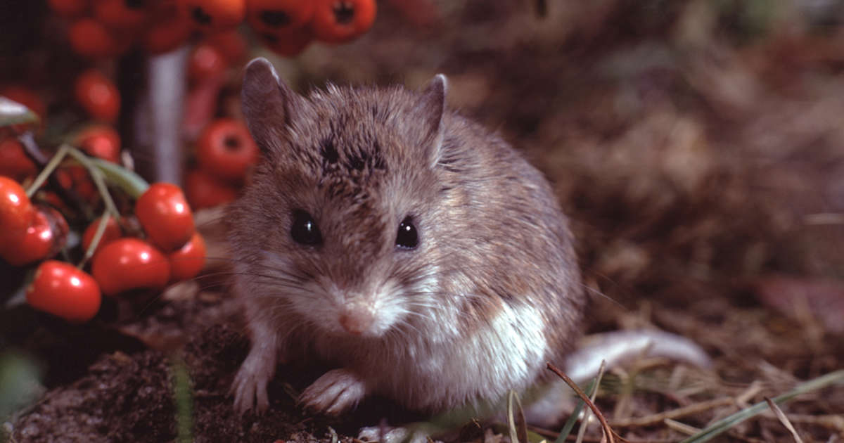 Así es el ratón saltamontes, el roedor que aúlla como un lobo