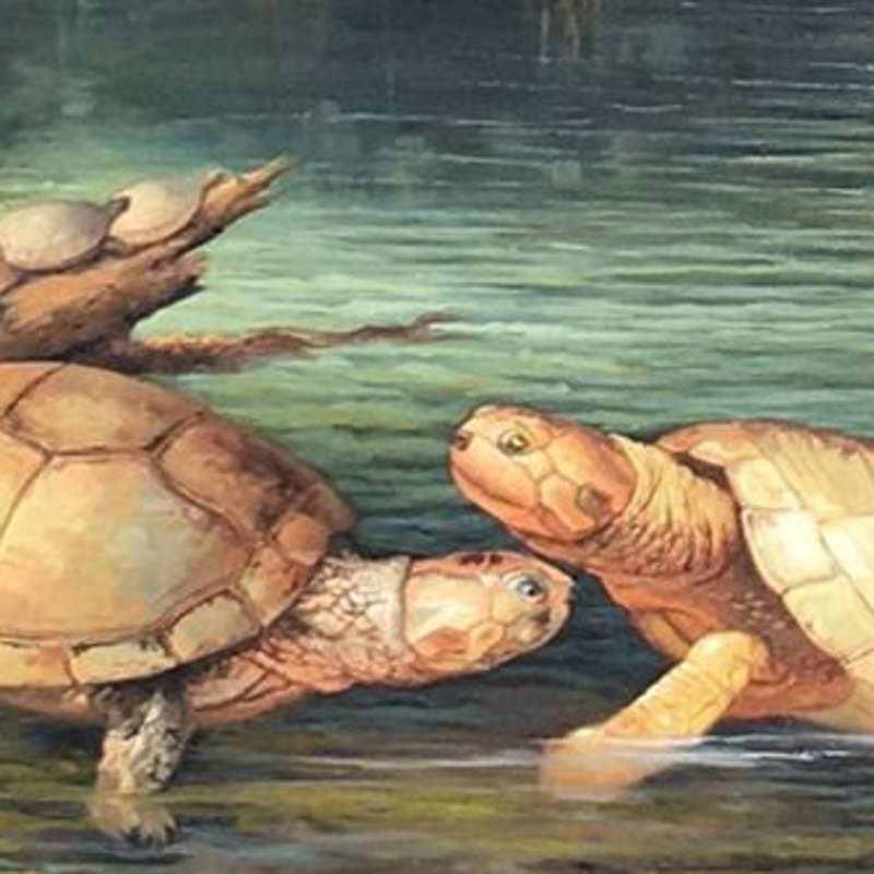 Hallan fósiles de tortugas gigantes que vivieron en Colombia hace 57 millones de años