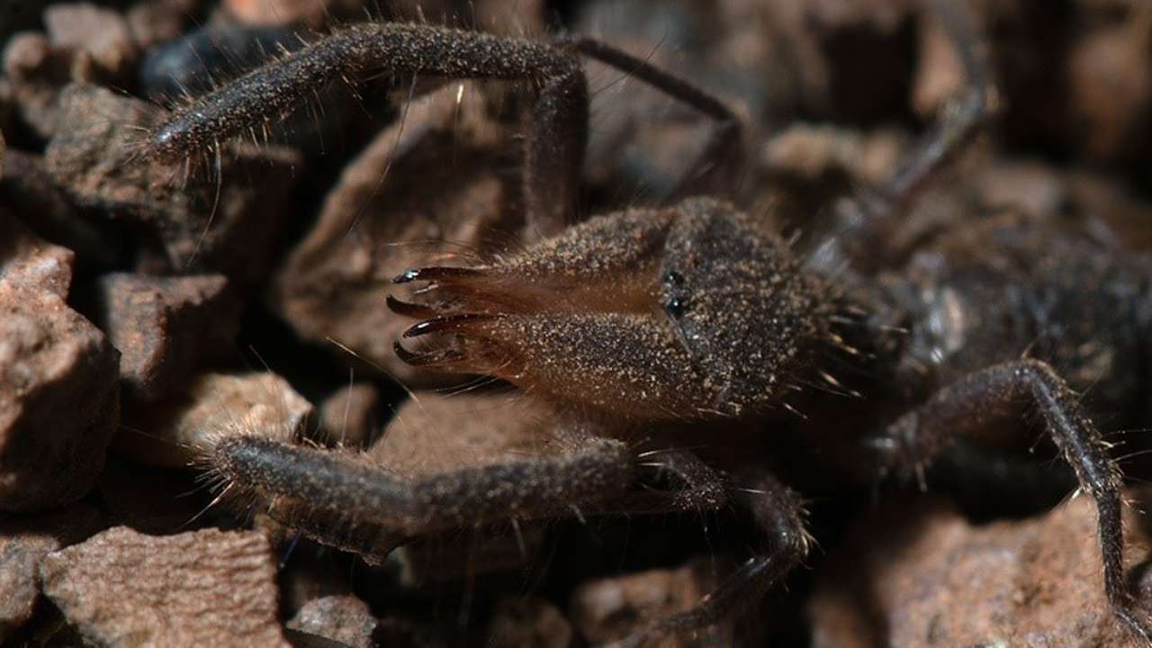Una nueva especie de araña camello aparece en el sur de España