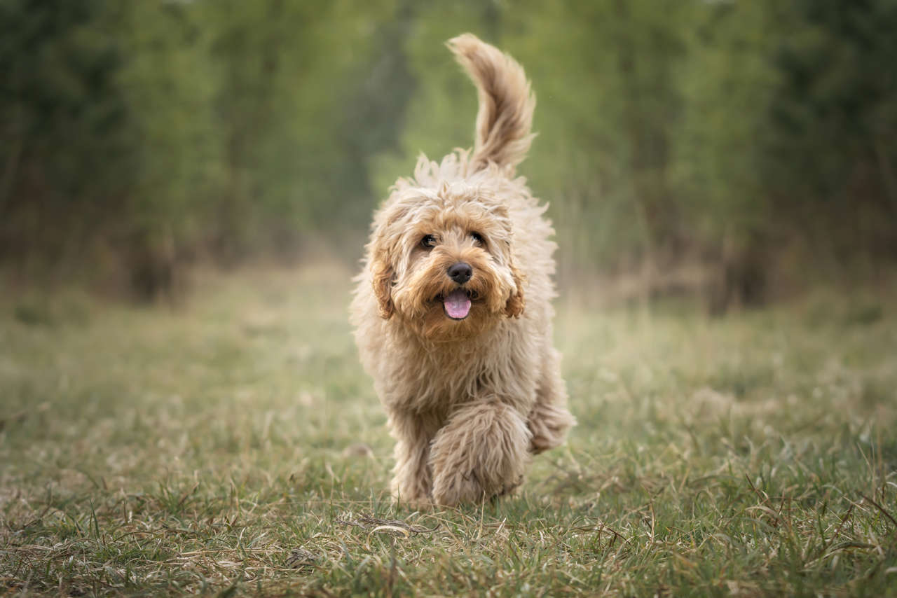 Cavapoo