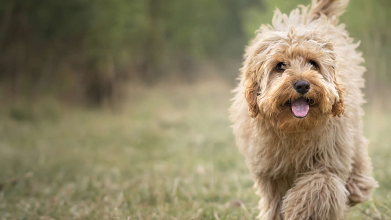 Qué son los perros 'crossbreed' y por qué se están volviendo populares