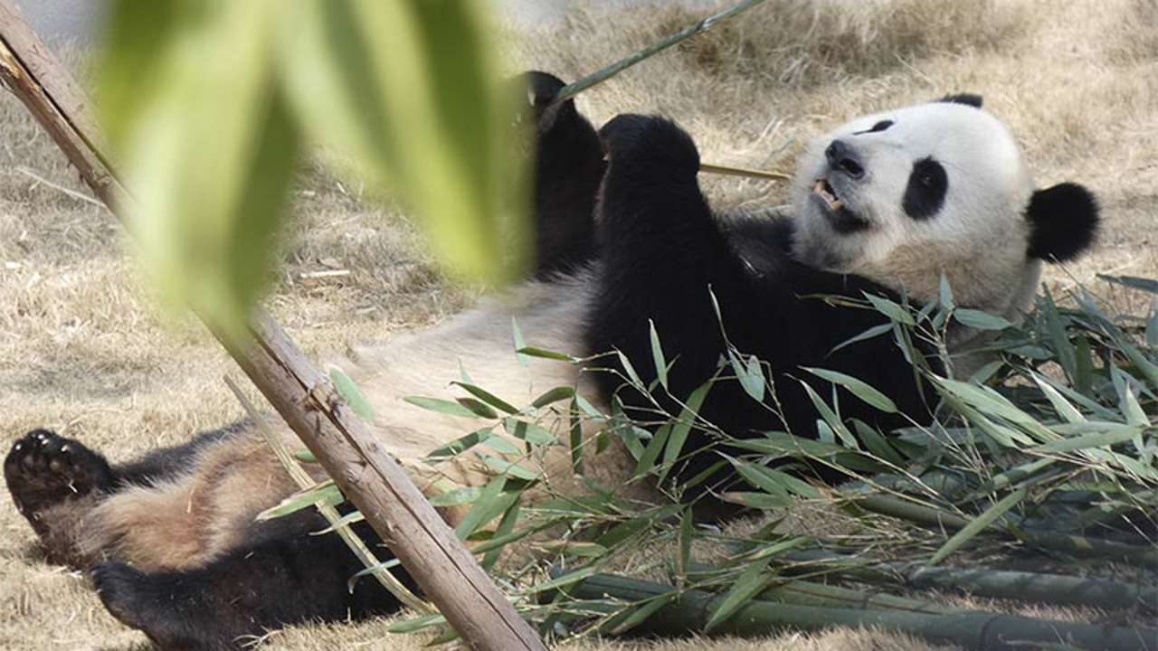 Dieta especial y cuarentena para la nueva pareja de pandas gigantes llegada a Madrid