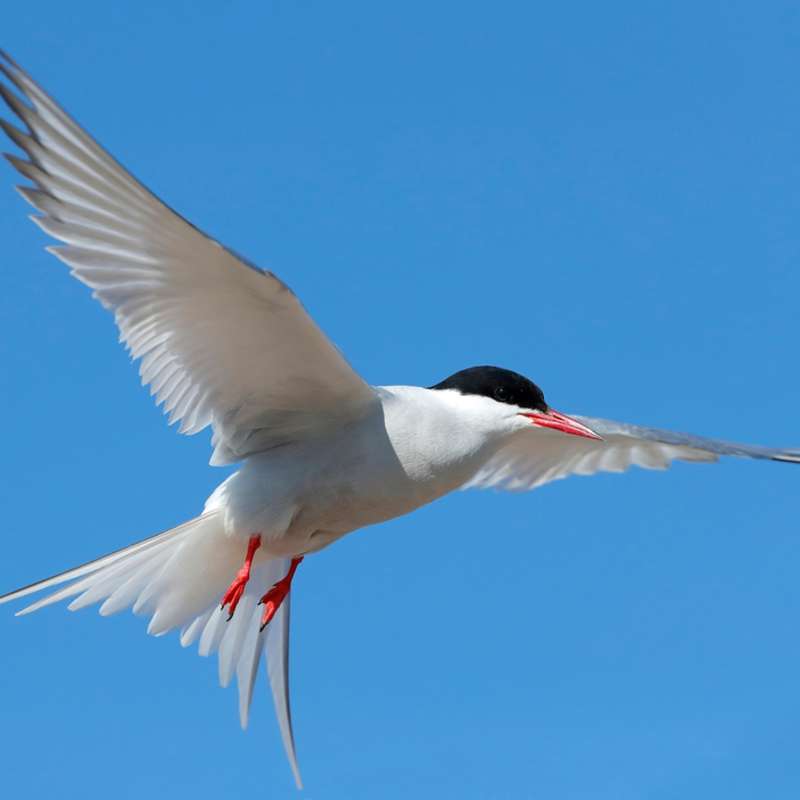 Aves que vuelan más de 10.000 kilómetros sin parar y otros récords de la migración aviar